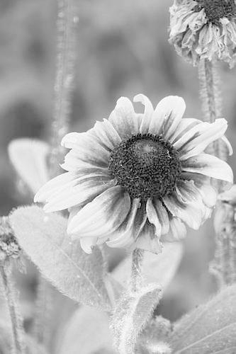 Flower Petals Journal