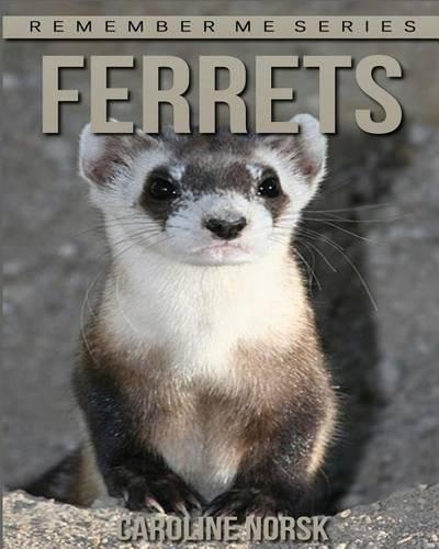 Ferrets