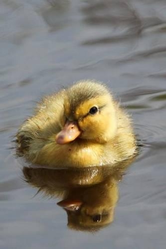Mind Blowing Duckling Journal: 150 page lined journal(English)