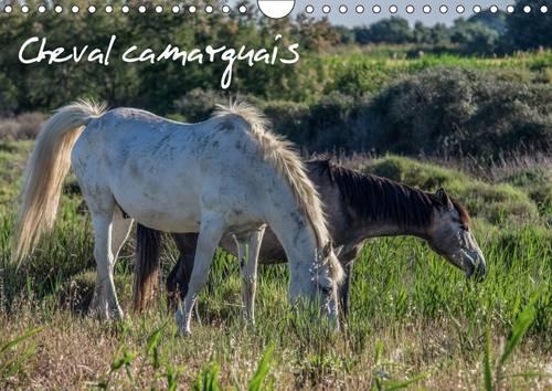 Cheval Camarguais 2017