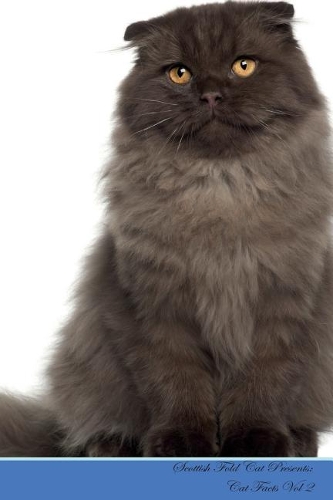 Scottish Fold Cat Presents