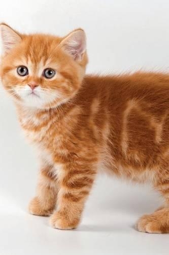 British Kitten February Notebook & Journal. Productivity Work Planner & Idea Notepad