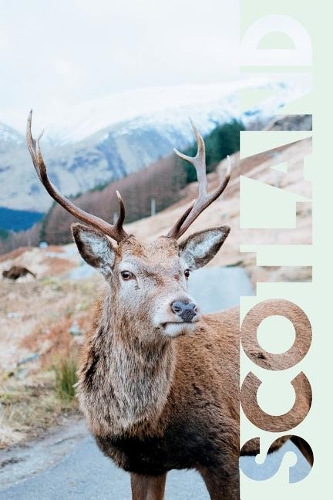 Scotland: Scottish Stag Cool Composition Book Notebook Journal Diary for Men, Women, Teen and Kids for Notes on Traveling to Scotland for the First Time