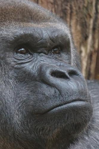 Gorilla Notebook - Journal Gift for Cute Animal Lovers: 6x9 in (15x23 cm) Medium College Ruled Notebook, 116 page, lined