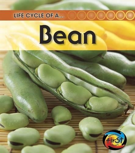 Broad Bean