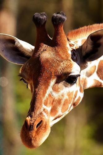 A Beautiful Giraffe Close-Up Portrait African Animal Journal
