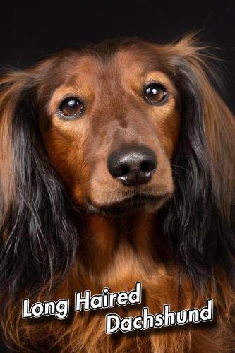 Long Haired Dachshund