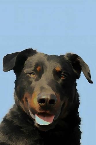 Beauceron