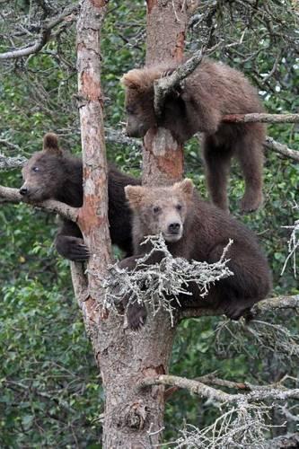 Three Grizzly Bear Cubs in a Tree Journal