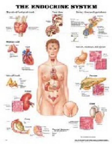 The Endocrine System