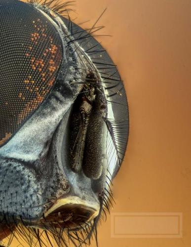 Macro Insect: Blank Sketchbook 8.5 x 11 inches(Insects)