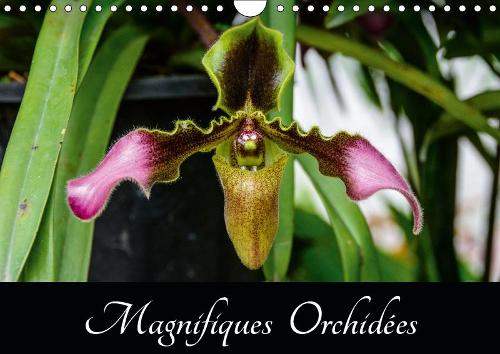 Magnifiques Orchidées 2019