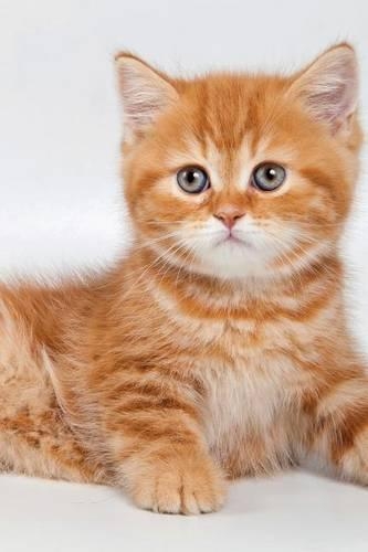 British Kitten March Notebook & Journal. Productivity Work Planner & Idea Notepad