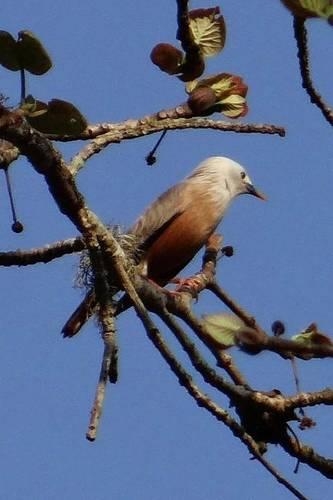 Beautiful Starling in a Tree, for the Love of Birds