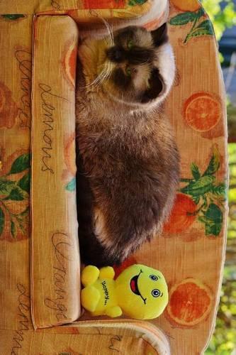 A Cute Cat Napping on Her Couch