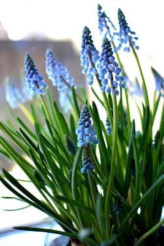 Hyacinth Flower Journal