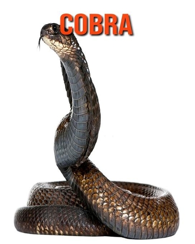 Cobra