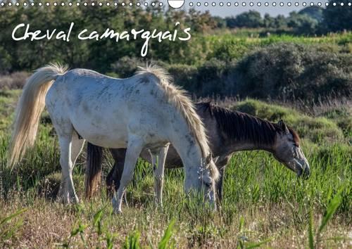 Cheval Camarguais 2017