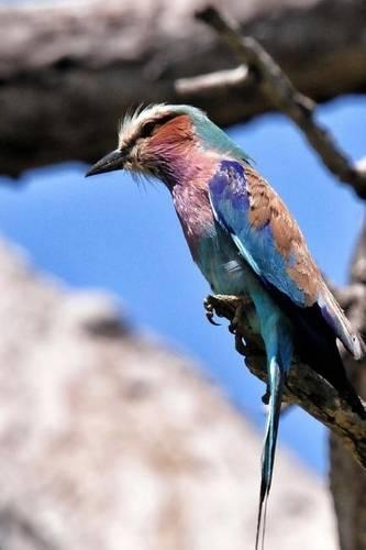 Lilac Breasted Roller Perched in a Tree, Birds of the World
