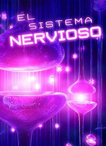 El Sistema Nervioso (the Nervous System)