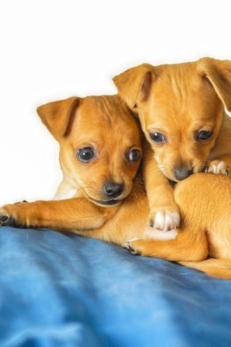 Two Cute Little Chihuahua Puppies Pet Journal: 150 Page Lined Notebook/Diary
