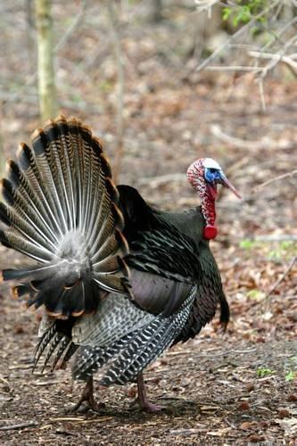 Massachusetts State Game Bird - Wild Turkey Journal: 150 page lined notebook/diary