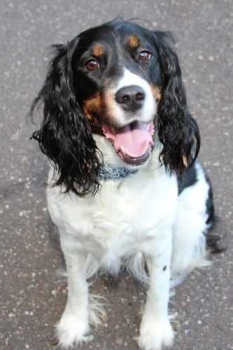 Such a Happy English Springer Spaniel Dog Journal