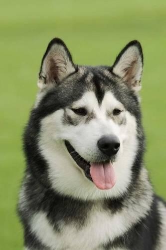 The Alaskan Malamute Dog Journal