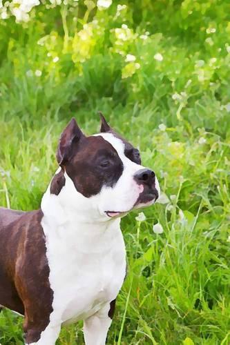 American Staffordshire Terrier