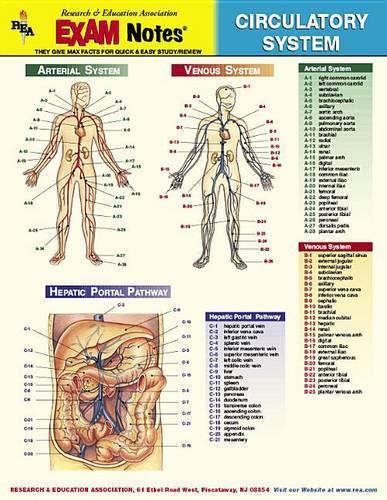 Exam Notes Circulatory System St