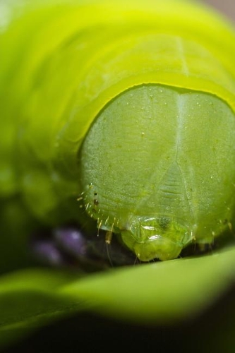 Close Up of a Green Caterpillar Journal