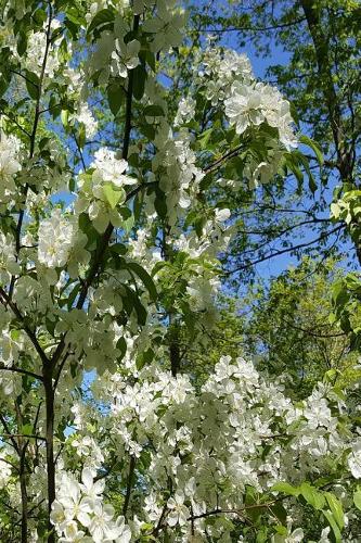 Beautiful Springtime Flowering Tree Journal