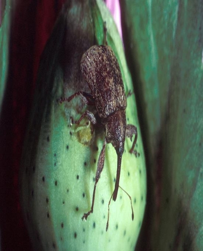 Insect School Composition Book Cotton Boll Weevil Entomology: Nature Photo Cover Composition Books Notebooks (Notebook, Diary, Blank Book)