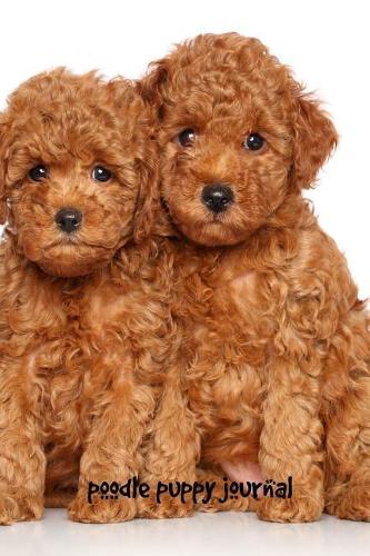 Poodle Puppy Journal