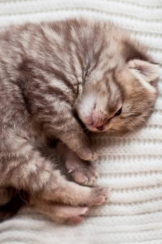 British Kitten April Notebook & Journal. Productivity Work Planner & Idea Notepad