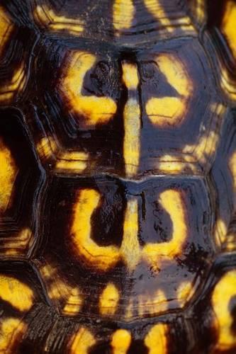 Eastern Box Turtle Shell Journal
