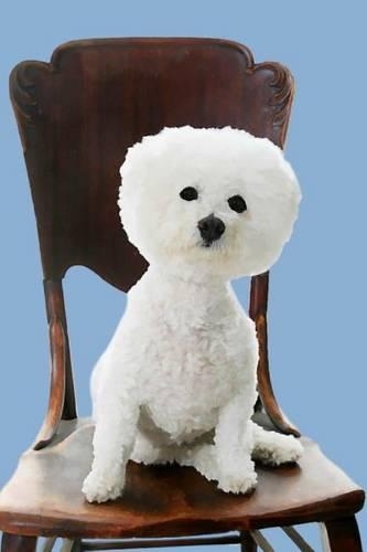 Bichon Frise