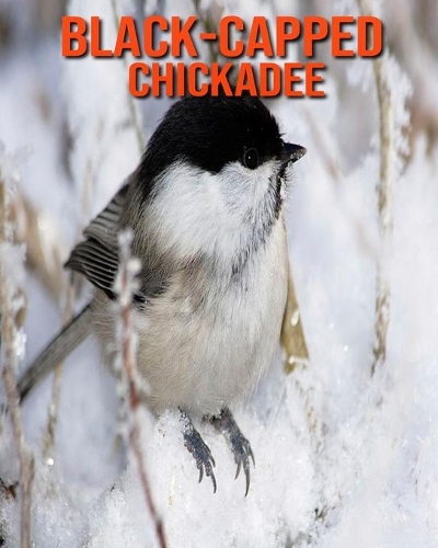Black-Capped Chickadee: Learn About Black-Capped Chickadee and Enjoy Colorful Pictures