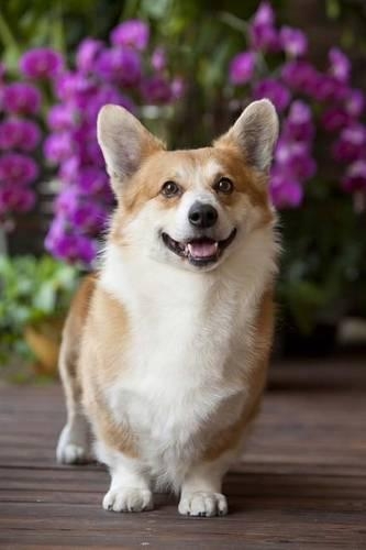Happy Corgi Dog Journal