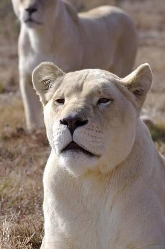 White Lioness Journal