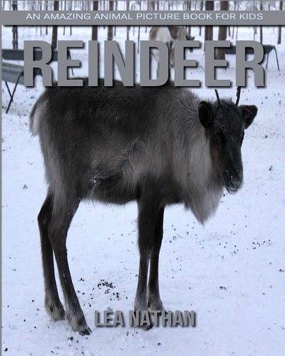 Reindeer