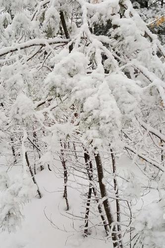 Winter Day Picture Journal