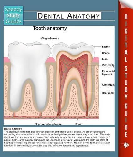Dental Anatomy (Speedy Study Guides): (Human Anatomy Edition)