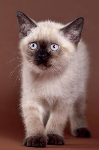 British Kitten May Notebook & Journal. Productivity Work Planner & Idea Notepad