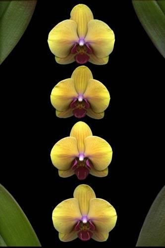 Yellow Orchids Flower Journal