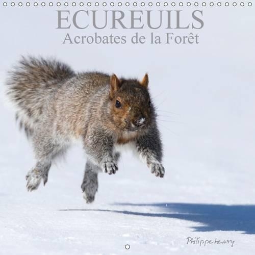 ECUREUILS. Acrobates de la Forêt 2016: Les écureuils du Québec au fil des quatre saisons.(Calvendo Animaux)