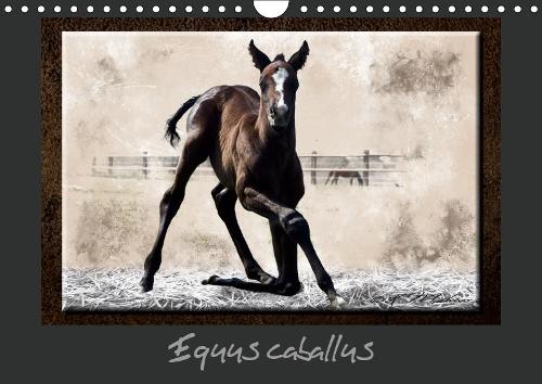 Equus caballus 2019