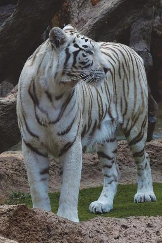 The White Bengal Tiger Journal: 150 page lined notebook/diary(English)