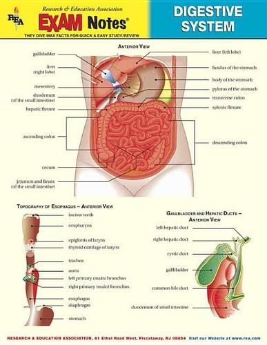 Exam Notes Digestive System St: (English)