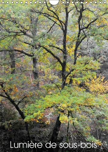 Lumière de sous-bois 2018